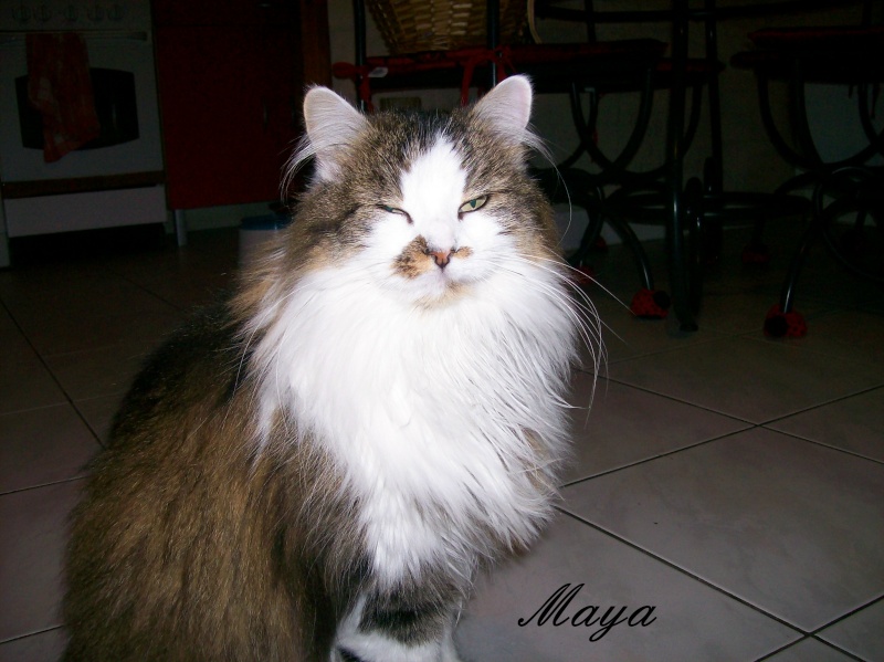  Mes chats: Maya, Léo et Fimo Maya_110