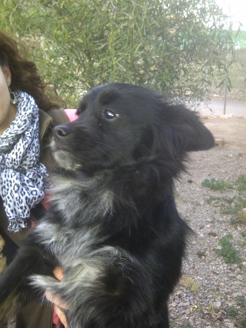 CACHOU, petite chienne espagnole. Espére adoption (CCTNA) Cachou16