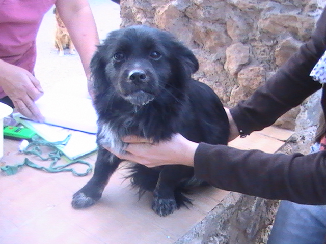 CACHOU, petite chienne espagnole. Espére adoption (CCTNA) Cachou17