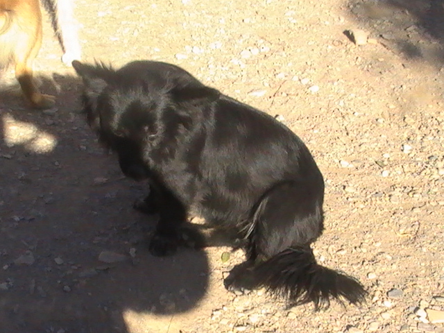 CACHOU, petite chienne espagnole. Espére adoption (CCTNA) Cachou18