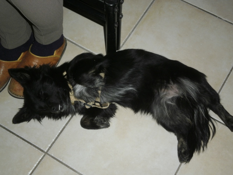 CACHOU, petite chienne espagnole. Espére adoption (CCTNA) Cachou20