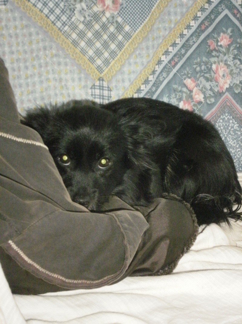 CACHOU, petite chienne espagnole. Espére adoption (CCTNA) Cachou22