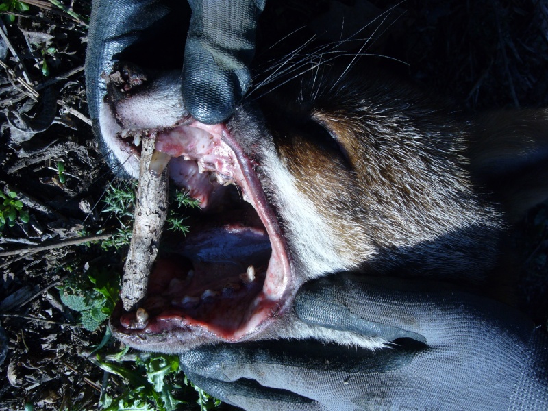 Quel est l'âge et le sexe de ce renard? - Page 2 Dentit10