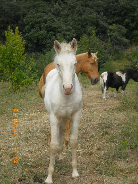 Beauty male crèmello  par Takoda du Lys et Duc de Provence - Page 4 Imgp3815