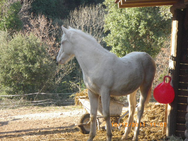 Beauty male crèmello  par Takoda du Lys et Duc de Provence - Page 4 Imgp3925