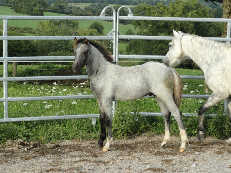 (87) Billyboy de Bellac - Welsh K  Poulai10