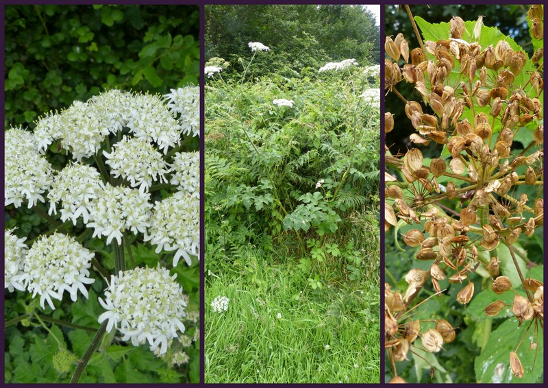 LES FLEURS DE L’ARREE 1ère partie Berce10