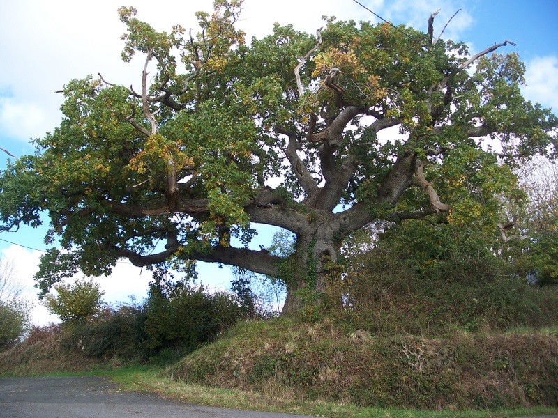 ARBRES REMARQUABLES de L’ARREE Kergue10
