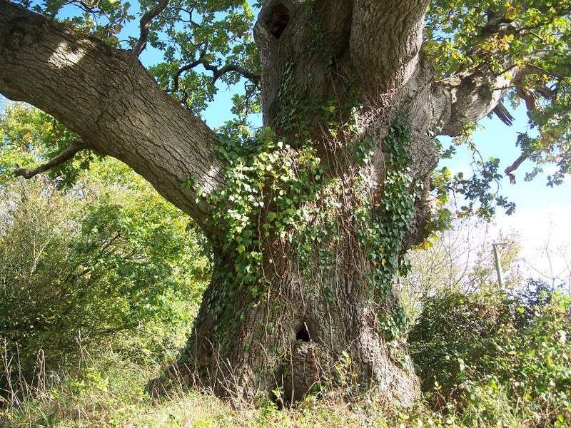 ARBRES REMARQUABLES de L’ARREE Kergue11