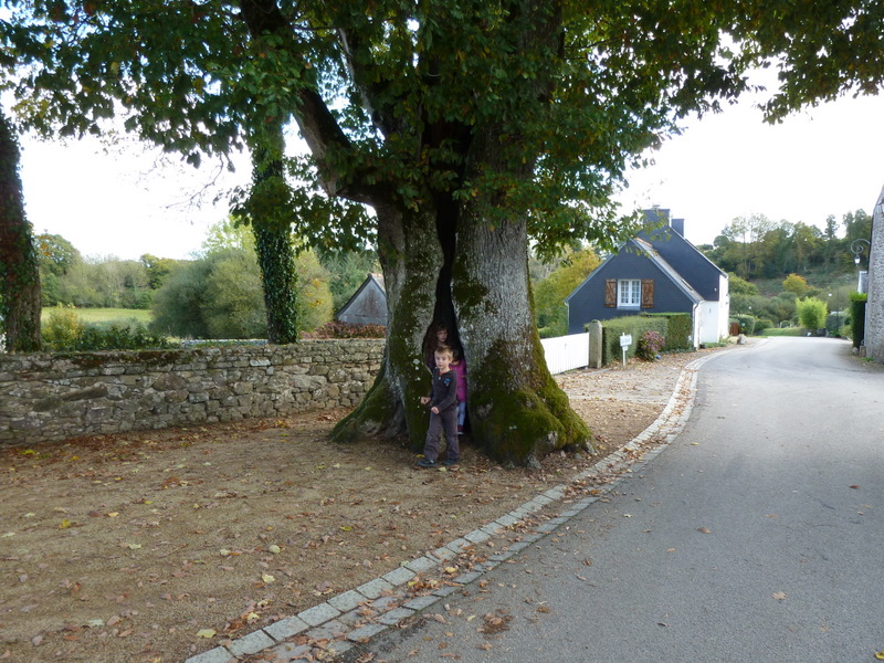 ARBRES REMARQUABLES  de L’ARREE Locmar12