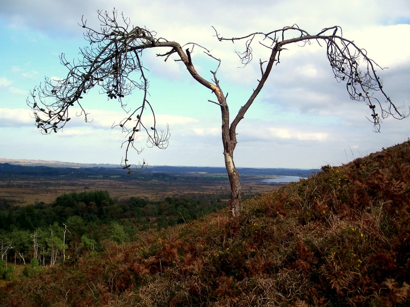 ARBRES REMARQUABLES  de L’ARREE Pin_510