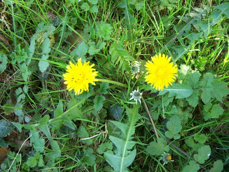 LES FLEURS DE L’ARREE 1ère partie Pissen10