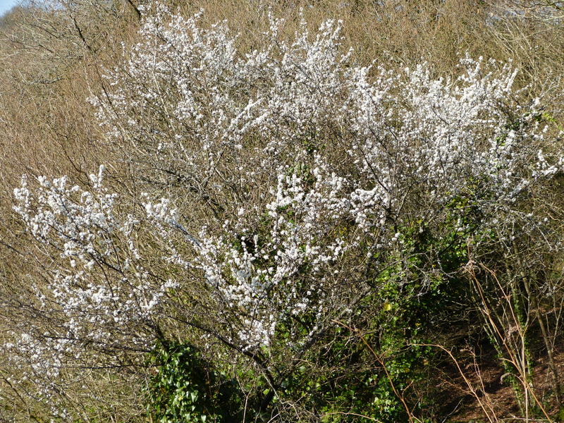 LES FLEURS DE L’ARREE 1ère partie Prunel10