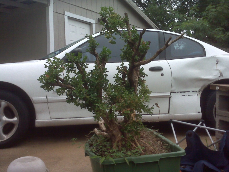 Large, old rescued landscape boxwood.... - Page 2 Img00710