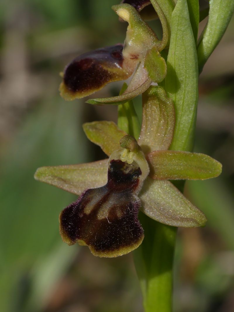 Ophrys de début de saison P1110710