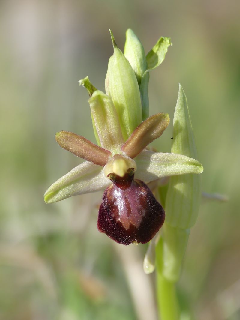 Ophrys de début de saison P1110711