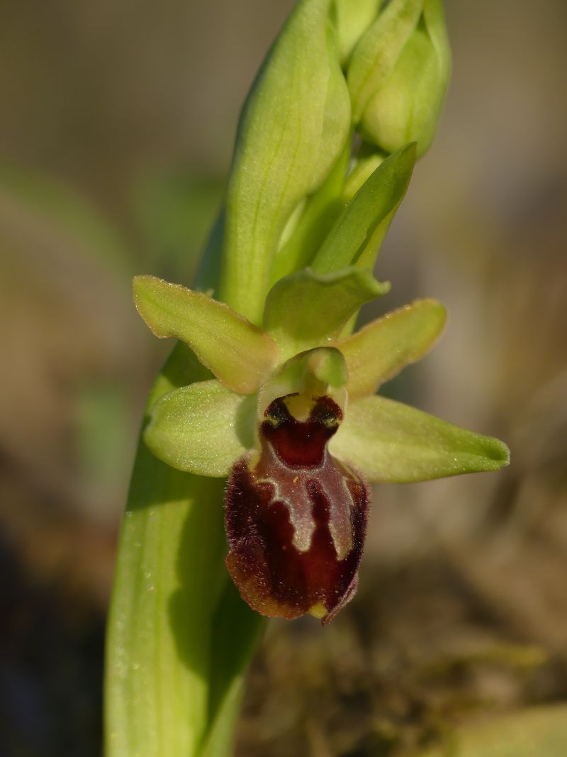 Ophrys de début de saison P1110910