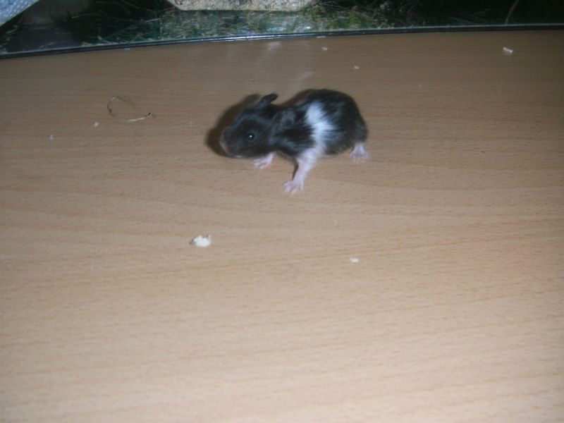 Mon nouvel hamster bientôt 3_sema11
