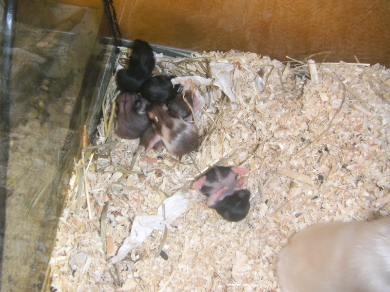 Mon nouvel hamster bientôt Bild6613