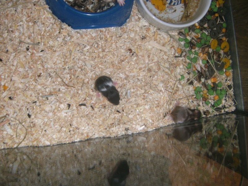 Mon nouvel hamster bientôt Bild6712