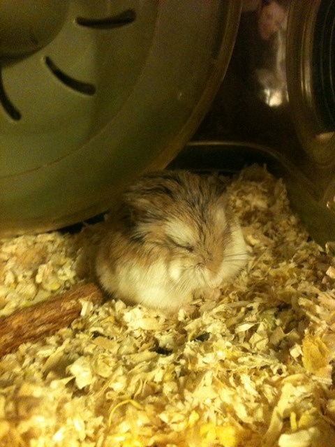 Mon hamster a un coup de mou Dragi_11