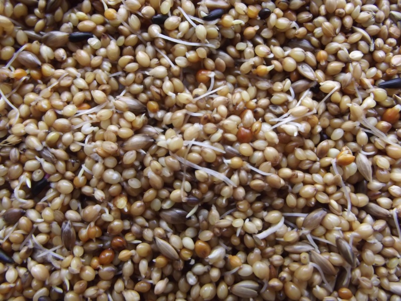 Les graines germées  Dscf0918