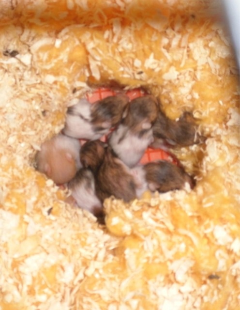 Bébé hamster  Privat14
