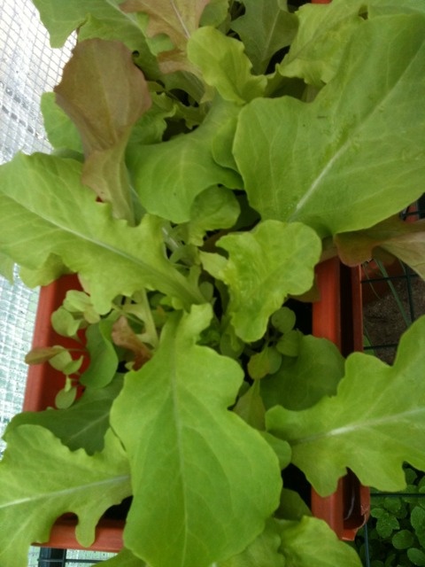 ✿ Le jardinage ☼ - Page 4 Salade13