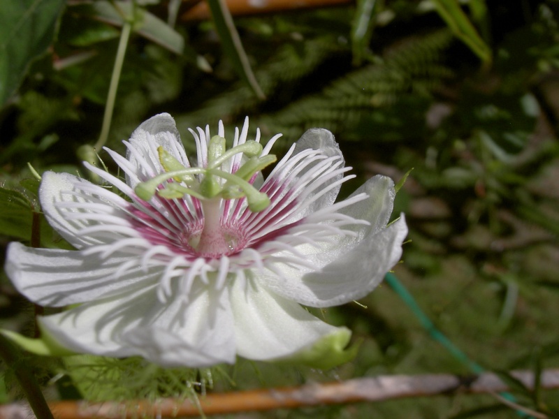 Les Passiflores  - Page 11 Pict6432