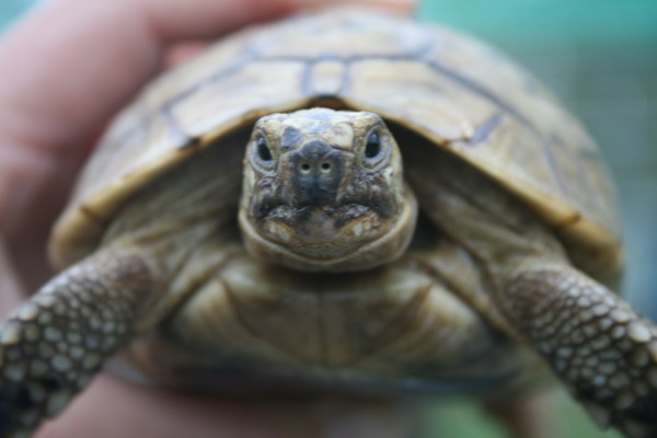 photos pour identification tortue 2012-114