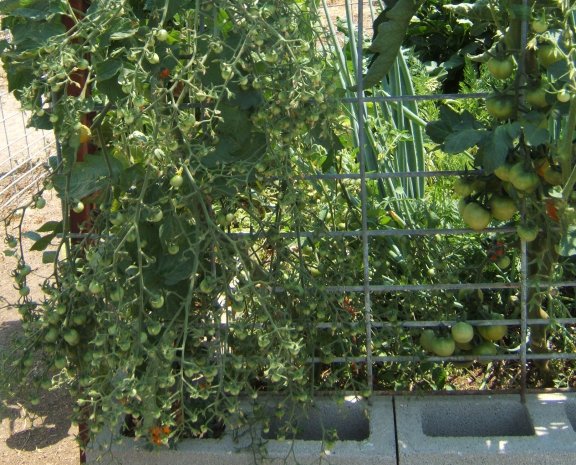 Tomato Tuesday/So. Calif. & Inland Valleys Tomato10