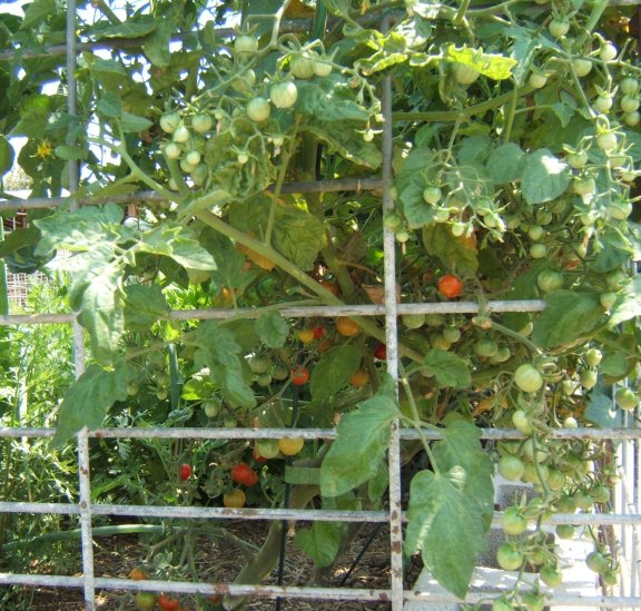 Tomato Tuesday/So. Calif. & Inland Valleys Tomato11