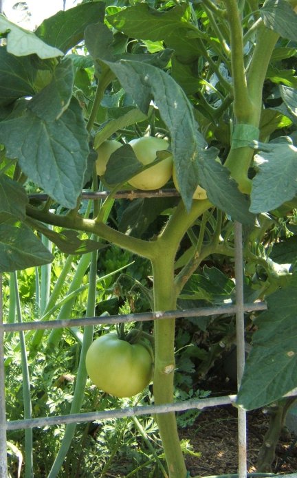 Tomato Tuesday/So. Calif. & Inland Valleys Tomato13