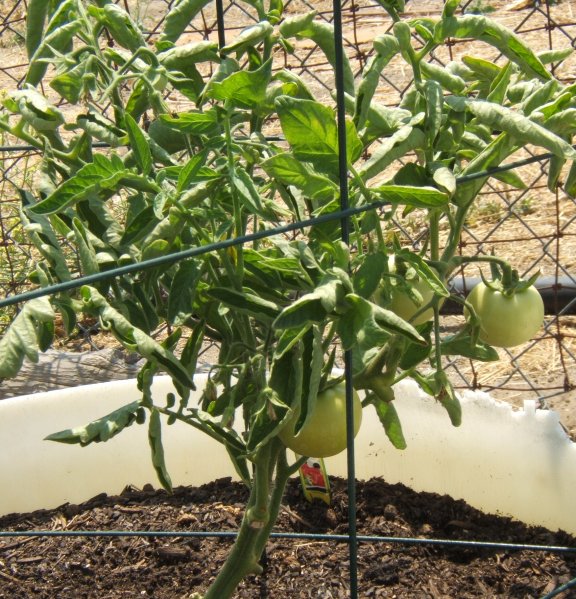 Tomato Tuesday/So. Calif. & Inland Valleys Tomato14