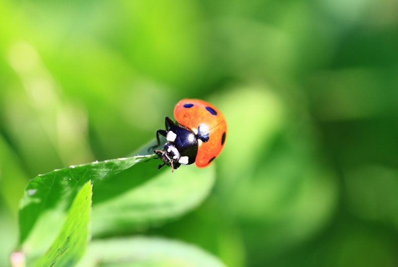 Natura Img_9110