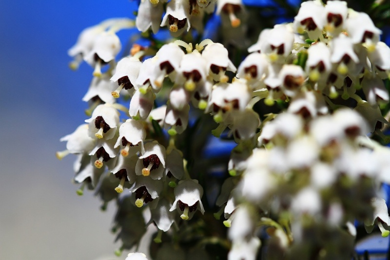 Natura Img_9813