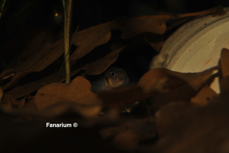 l'aquarium (60L) de Fanarium - Page 4 Dsc_0085
