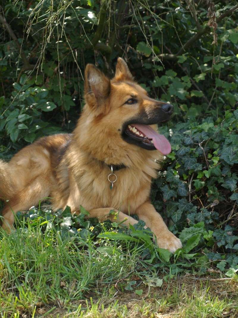 TWISTER - X/Berger Allemand - 4 ans - Page 2 P8038620