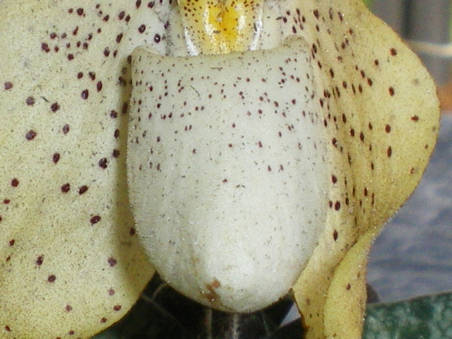 Paphiopedilum concolor Imgp7018