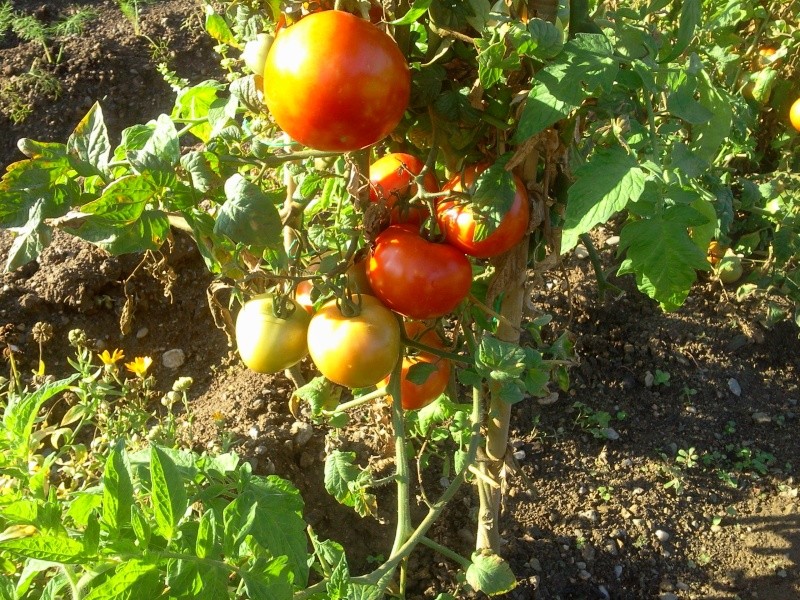 encore des tomates Photo028