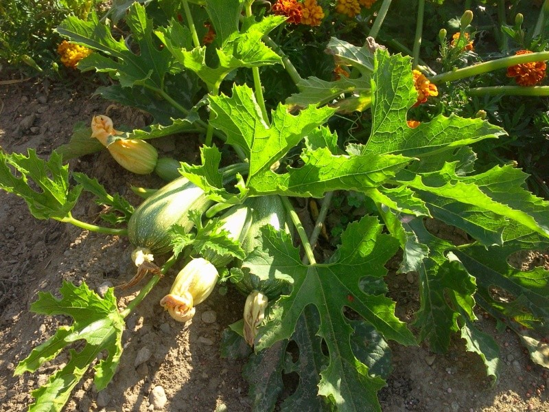quelques légumes de saison Photo121