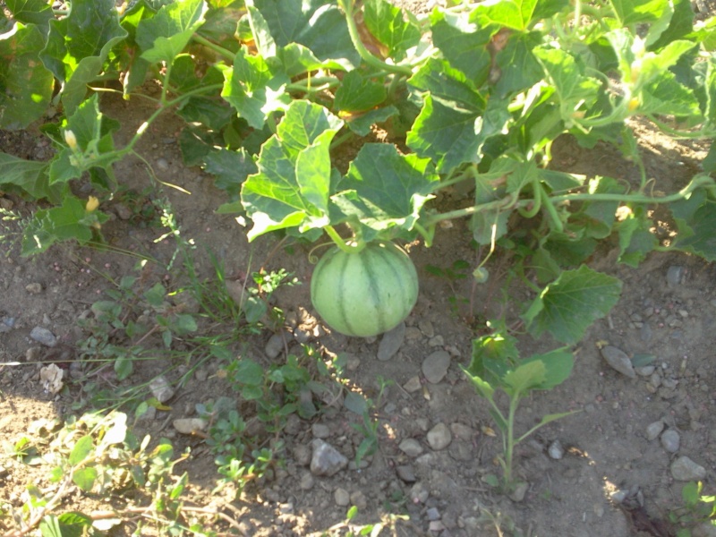 quelques légumes de saison Photo124