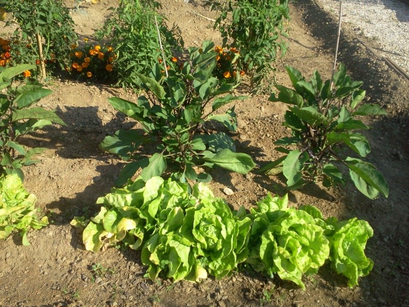 quelques légumes de saison Photo125