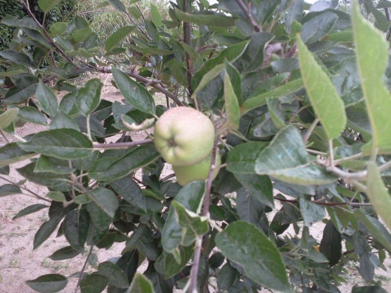 des fruits de saison aussi Pommie10