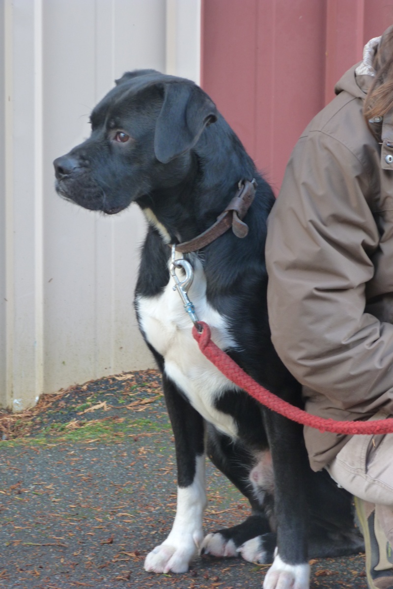 charly x boxer male Croisa20