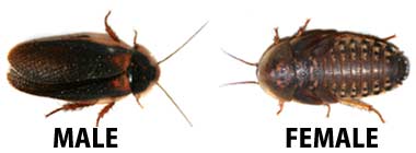 Care and Breeding of Feeders Dubia_10
