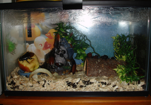 Care and Breeding of Feeders Madaga10