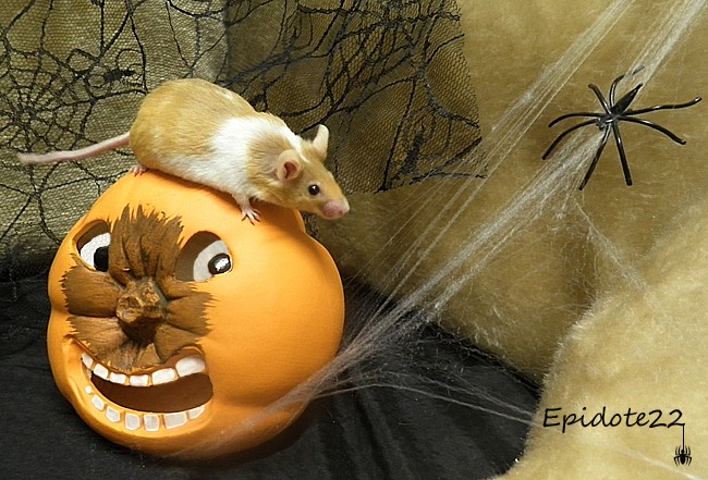 [Octobre 2012] Les souris fêtent Halloween 2_epid12