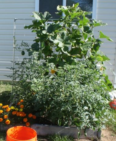 mini pumpkins - trellis/cattle panel? Mini_p11