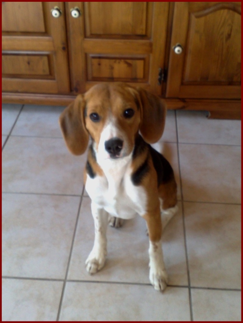 MARLEY, beagle mâle, 10 mois (77) 04052011